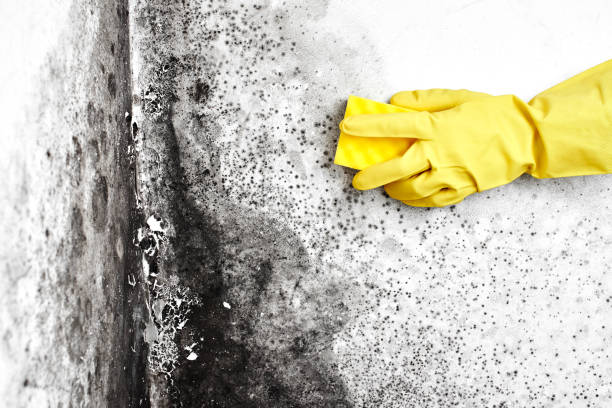 Best Crawl Space Mold Removal  in Waldo, AR