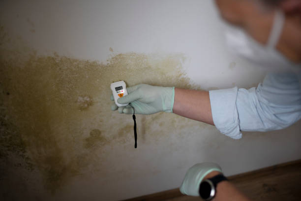 Best Residential Mold Removal  in Waldo, AR